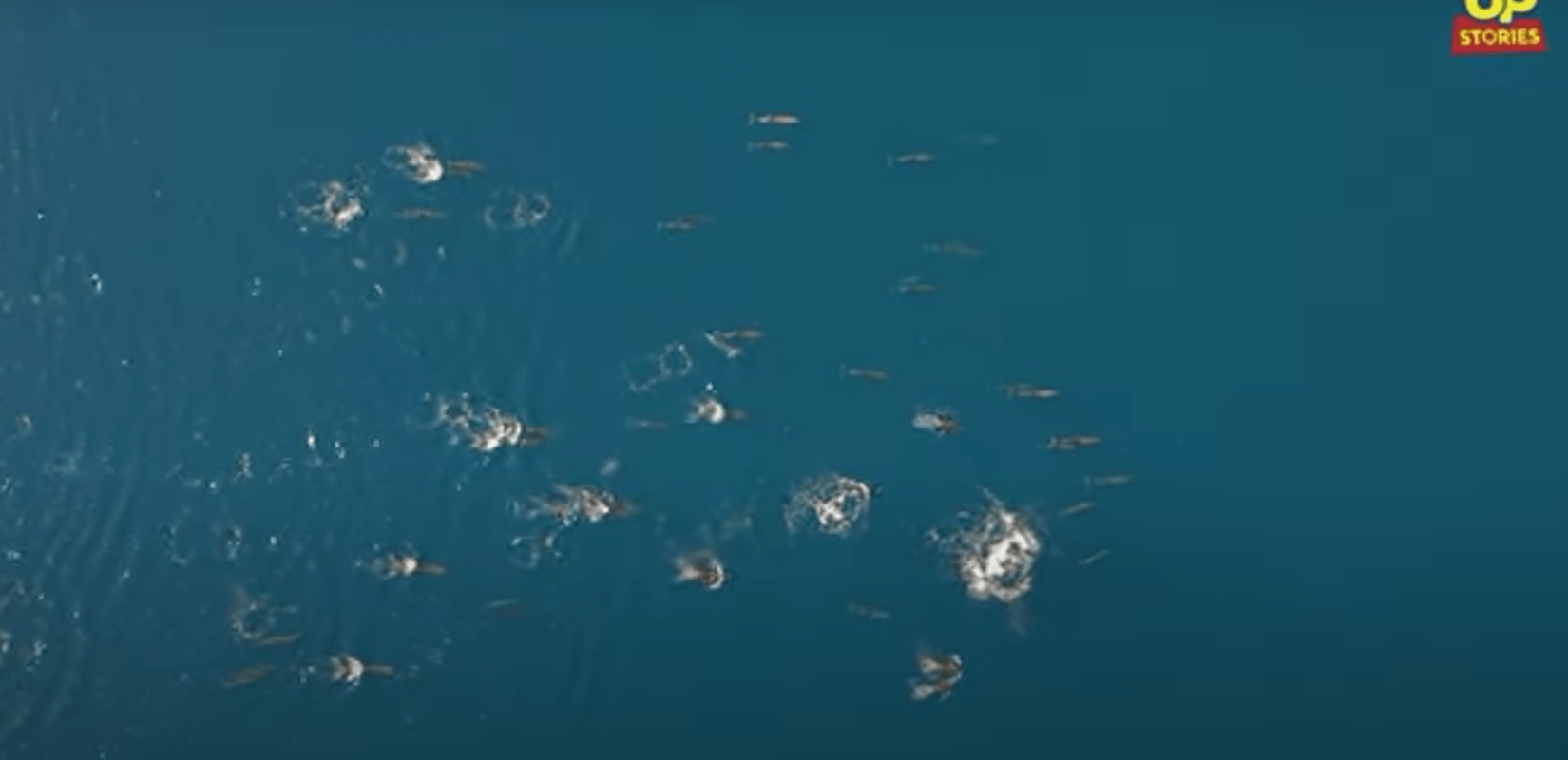 Φθιώτιδα: Μεγάλη αγέλη από δελφίνια κάνουν «χορογραφία» στο νερό (βίντεο)