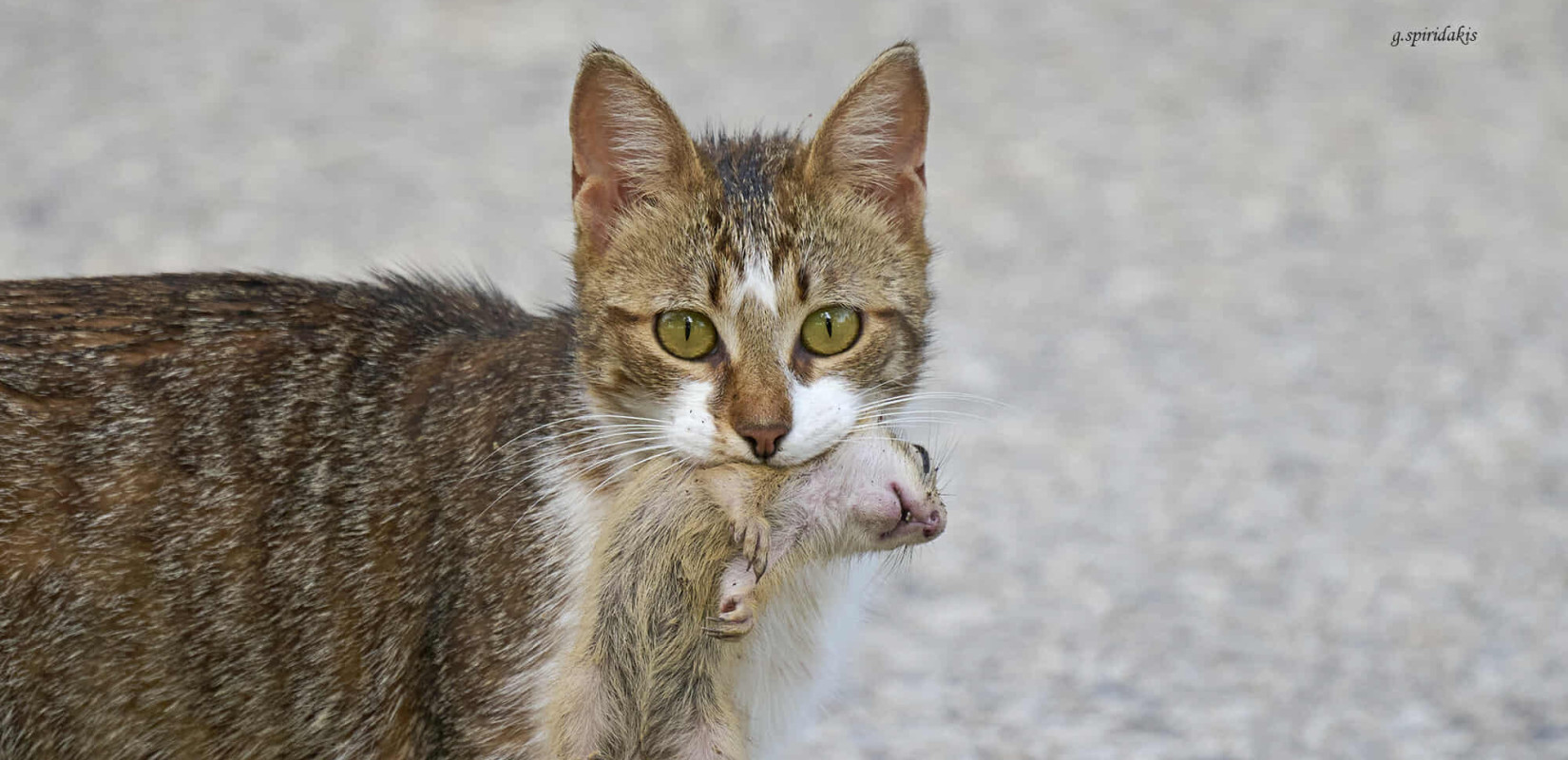 Αγρόκτημα ΑΠΘ: Μία αδέσποτη γάτα εξολόθρευσε περίπου 20 λαγόγυρους