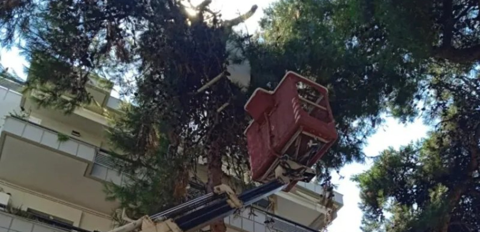 Θεσσαλονίκη: Πλαστικό τραπέζι... στα δέντρα στη Νέα Κρήνη - Παρέμβαση από τον Δήμο Καλαμαριάς Θεσσαλονίκη: Πλαστικό τραπέζι... στα δέντρα στη Νέα Κρήνη - Παρέμβαση από τον Δήμο Καλαμαριάς