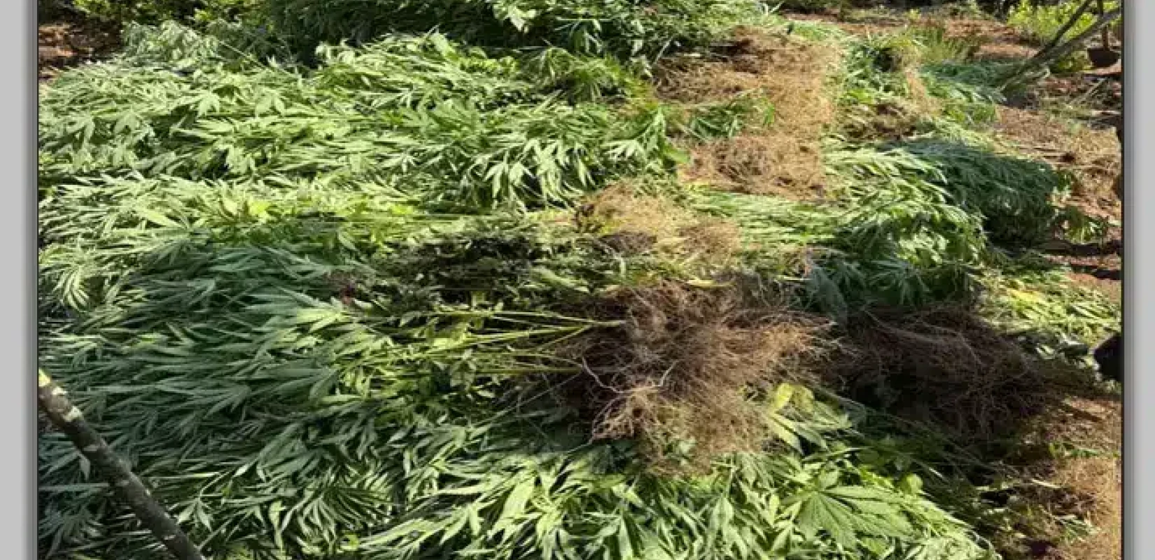 Αποκαλύφθηκε γιγαντιαία φυτεία κάνναβης στο Μαυροβούνι Λάρισας – Συλλήψεις και έρευνα για κύκλωμα εκατομμυρίων ευρώ