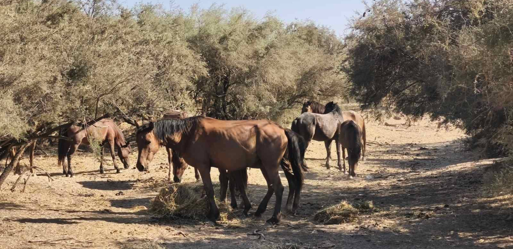 Έβρος: Οι κάτοικοι σώζουν τα άλογα του Αινησίου - Πώς βρέθηκαν εκεί 250 άγρια άλογα και γιατί δεν μπορούν να επιβιώσουν