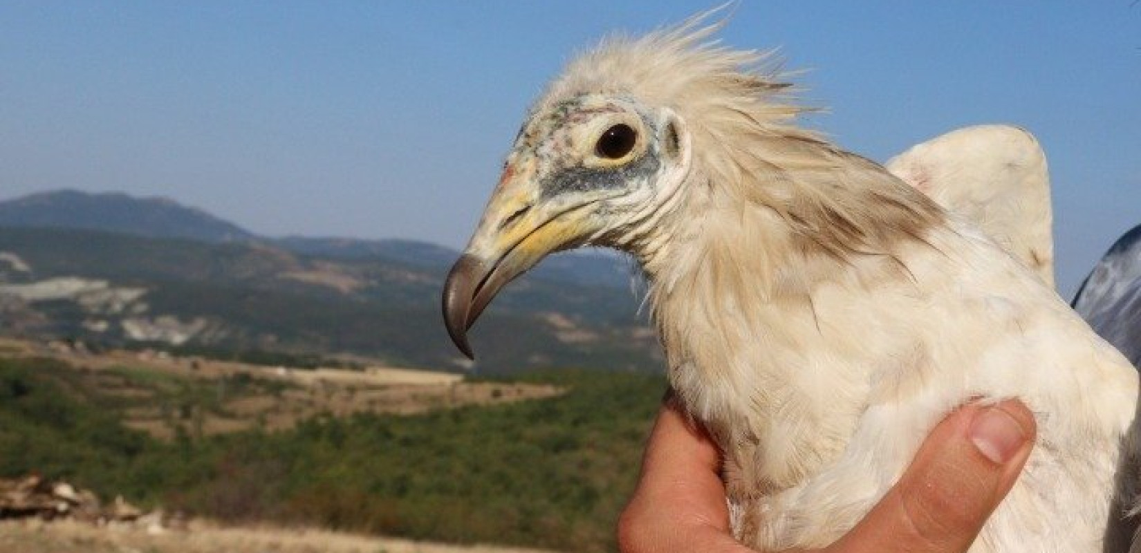 Δάσος Δαδιάς: Η επιστροφή του Ασπροπάρη που γεννήθηκε στις στάχτες του Εθνικού Πάρκου