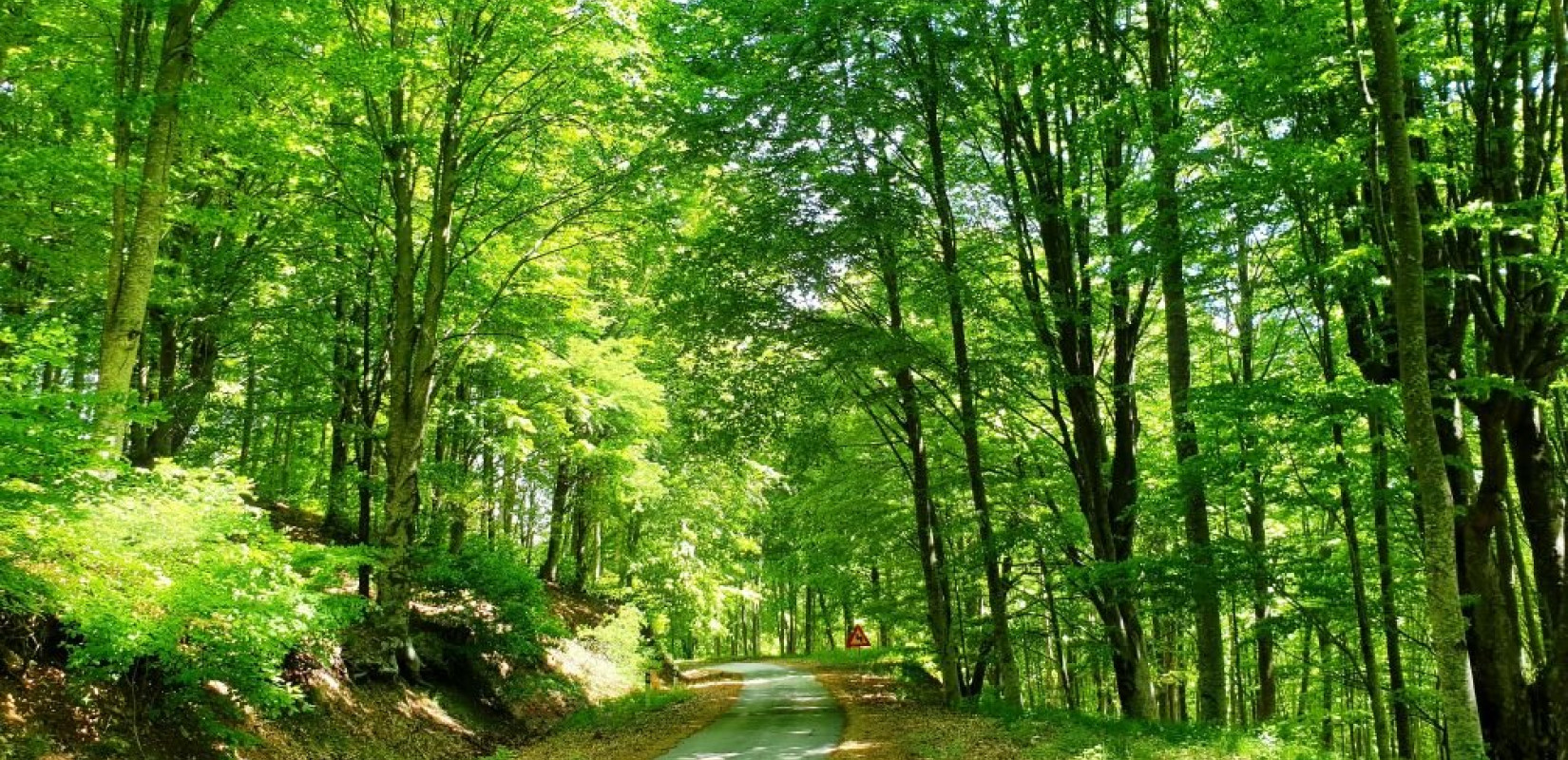 «Sat4FOREST: Η ψηφιακή μάτια των δασών από το ΑΠΘ - Δορυφόροι εν δράσει για την προστασία της φύσης