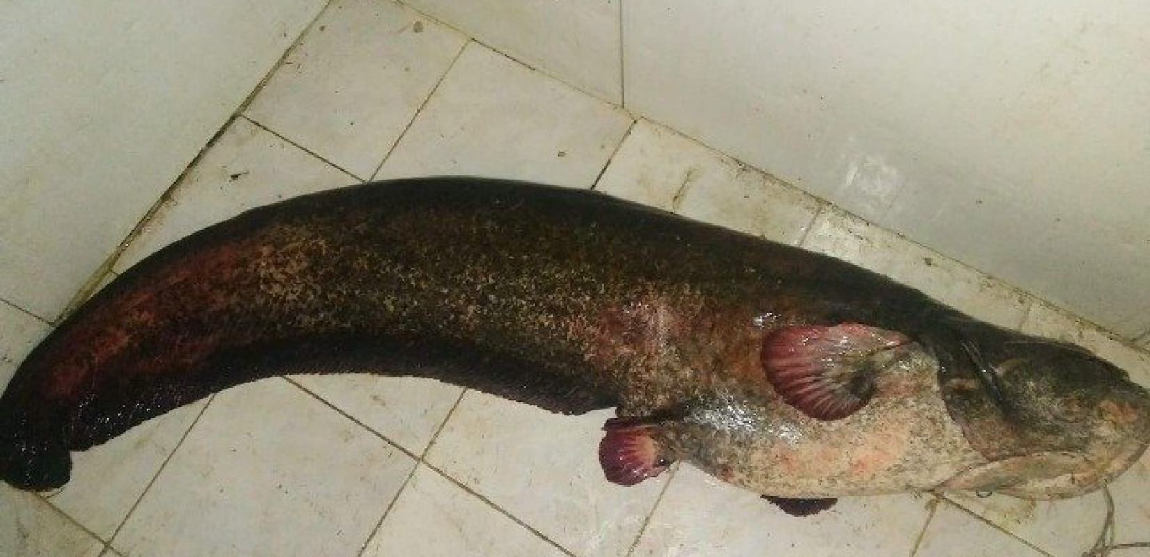 Κοζάνη: Επιασαν γουλιανό 2,7 μέτρων στην λίμνη Πολυφύτου