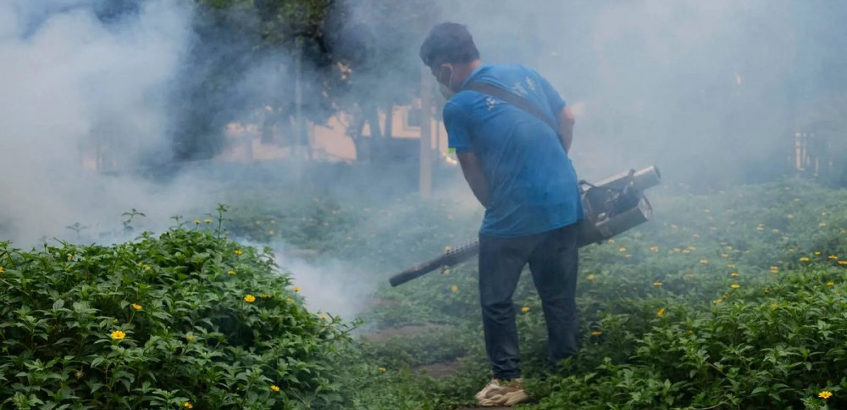 Κίνα: Συναγερμός για τον ιό τσικουνγκούνια με χιλιάδες κρούσματα - Κουνούπια μεταδίδουν τον ιό