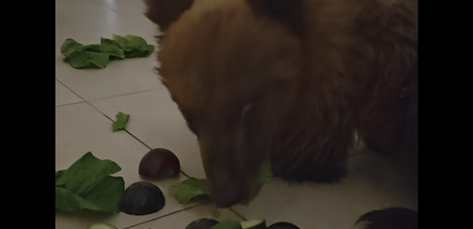 Αρκουδάκι-μαχητής: Η Κίρκη παλεύει βήμα-βήμα για την αποκατάστασή της μετά το σοβαρό τροχαίο (βίντεο)