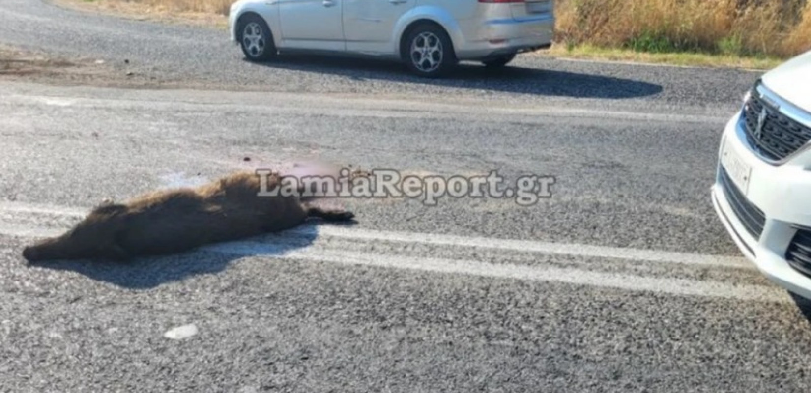 Λαμία: Σοβαρό τροχαίο με αγριογούρουνο - Το άτυχο ζώο χτυπήθηκε από ένα φορτηγό