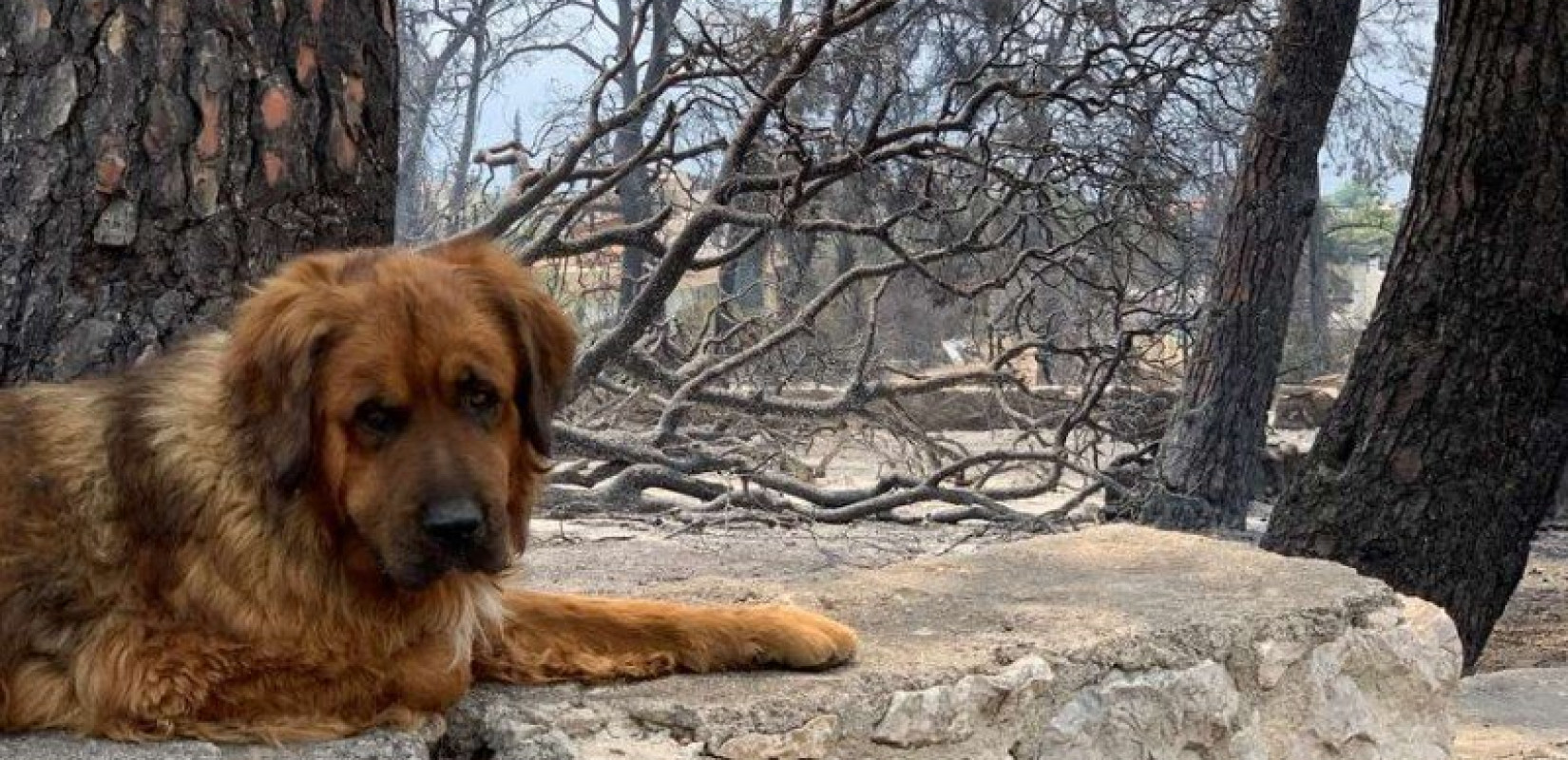 Πυρόπληκτα ζώα παγιδευμένα στις φλόγες: «Λύστε τα δεσμά τους πριν φύγετε – Δεν μπορούν να σωθούν μόνα τους» Πυρόπληκτα ζώα παγιδευμένα στις φλόγες: «Λύστε τα δεσμά τους πριν φύγετε – Δεν μπορούν να σωθούν μόνα τους»