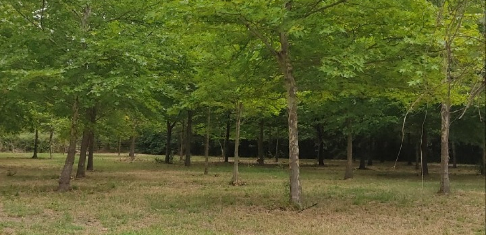 Κιλκίς: Τα «Χίλια Δέντρα» στις Μουριές έτοιμα να δώσουν... χιλιάδες ανάσες ζωής