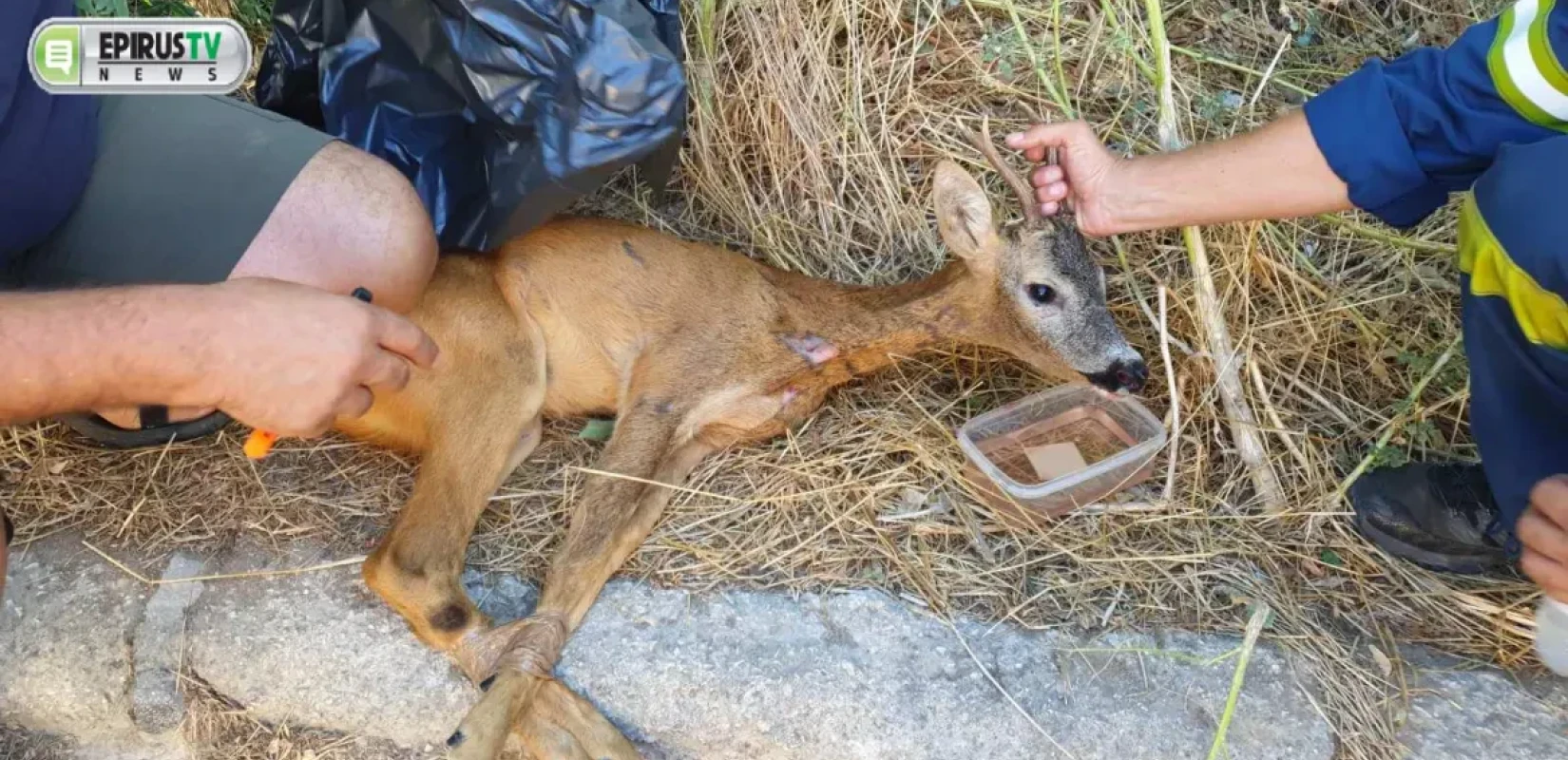 Ιωάννινα: Πυροσβέστες διέσωσαν ζαρκάδι που περιπλανιόταν κοντά σε χωριό (βίντεο)