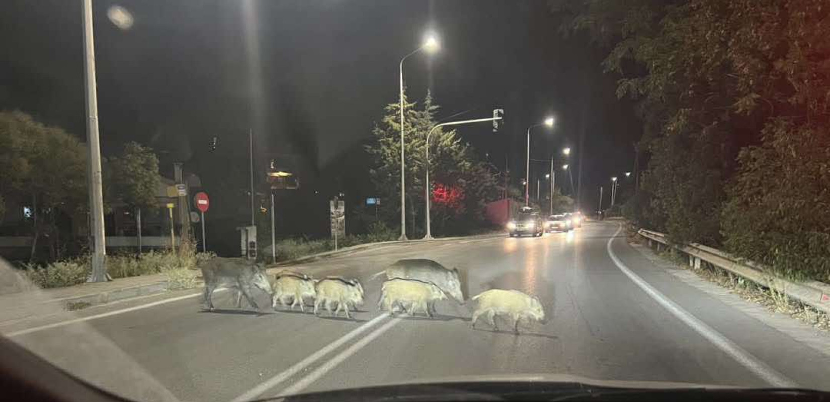 Θεσσαλονίκη: Κοπάδι αγριογούρουνων «έκοβε βόλτες» στην περιοχή Θέρμης - Πανοράματος
