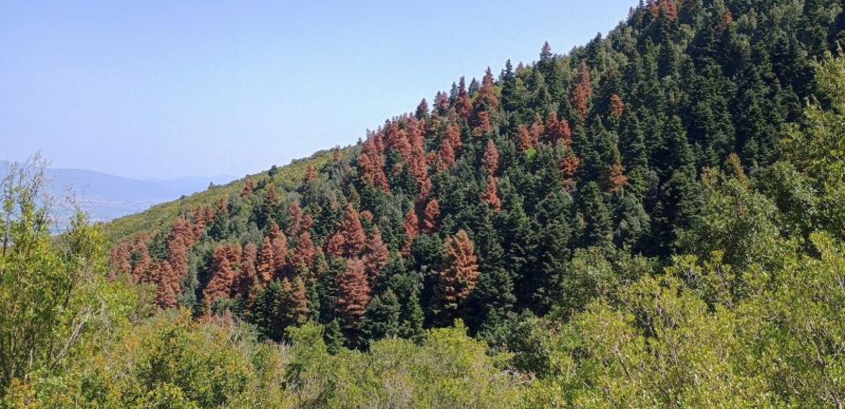 Οι «σιωπηλοί» εχθροί του δάσους: Τα φλοιοφάγα έντομα που σκοτώνουν τα ελληνικά έλατα