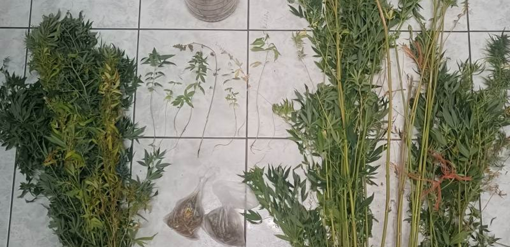 Καλλιεργούσε κάνναβη σε γλάστρες σε χωράφι - Χειροπέδες σε άνδρα στη Χαλκιδική