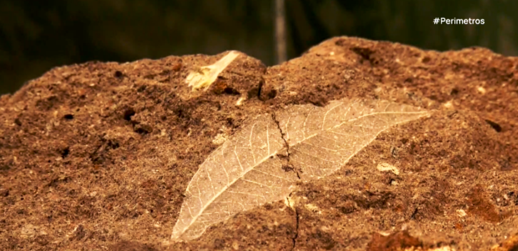 Λέσβος: Ανακαλύφθηκαν απολιθωμένα φυτά εκατομμυρίων ετών