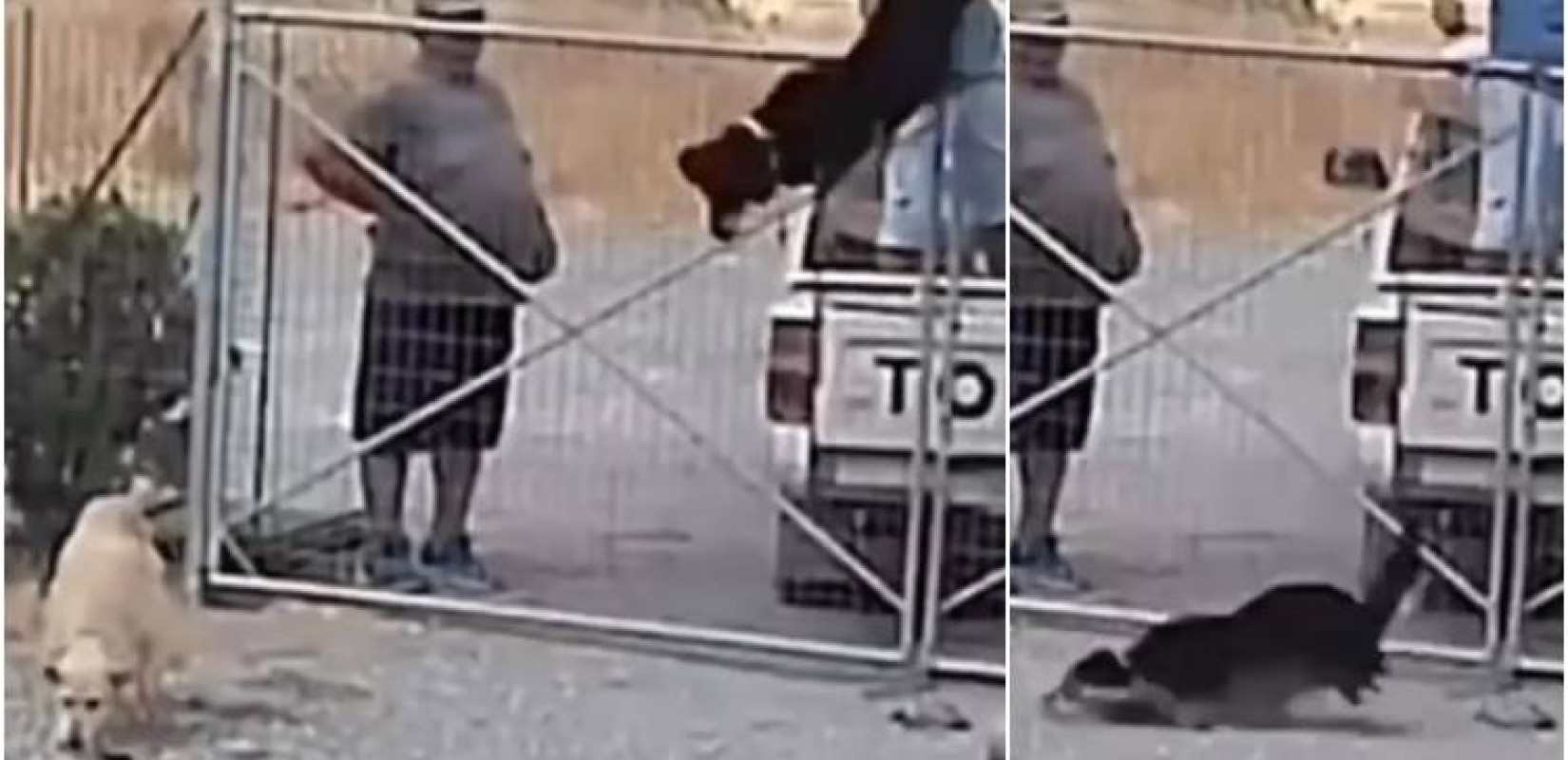 Λήμνος: Εγκατέλειψαν 3 σκύλους πετώντας τους μέσα στο κυνοκομείο - Δείτε βίντεο Λήμνος: Εγκατέλειψαν 3 σκύλους πετώντας τους μέσα στο κυνοκομείο - Δείτε βίντεο