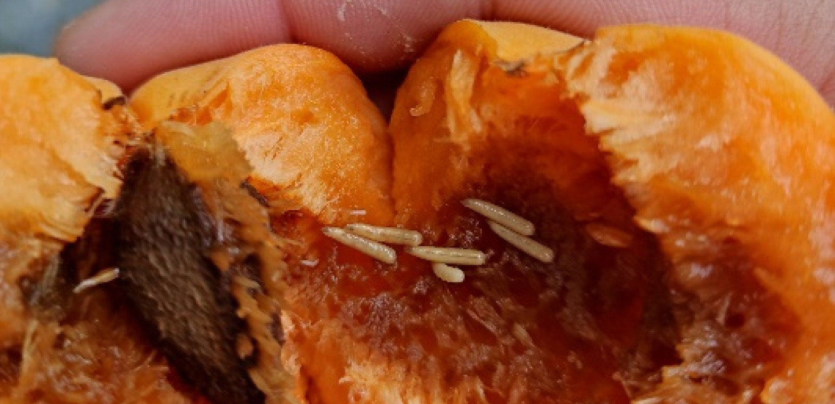 Τι είναι το πρόγραμμα REACT που «εξαπολύει» στειρωμένα έντομα για να σώσει τα φρούτα της Ευρώπης