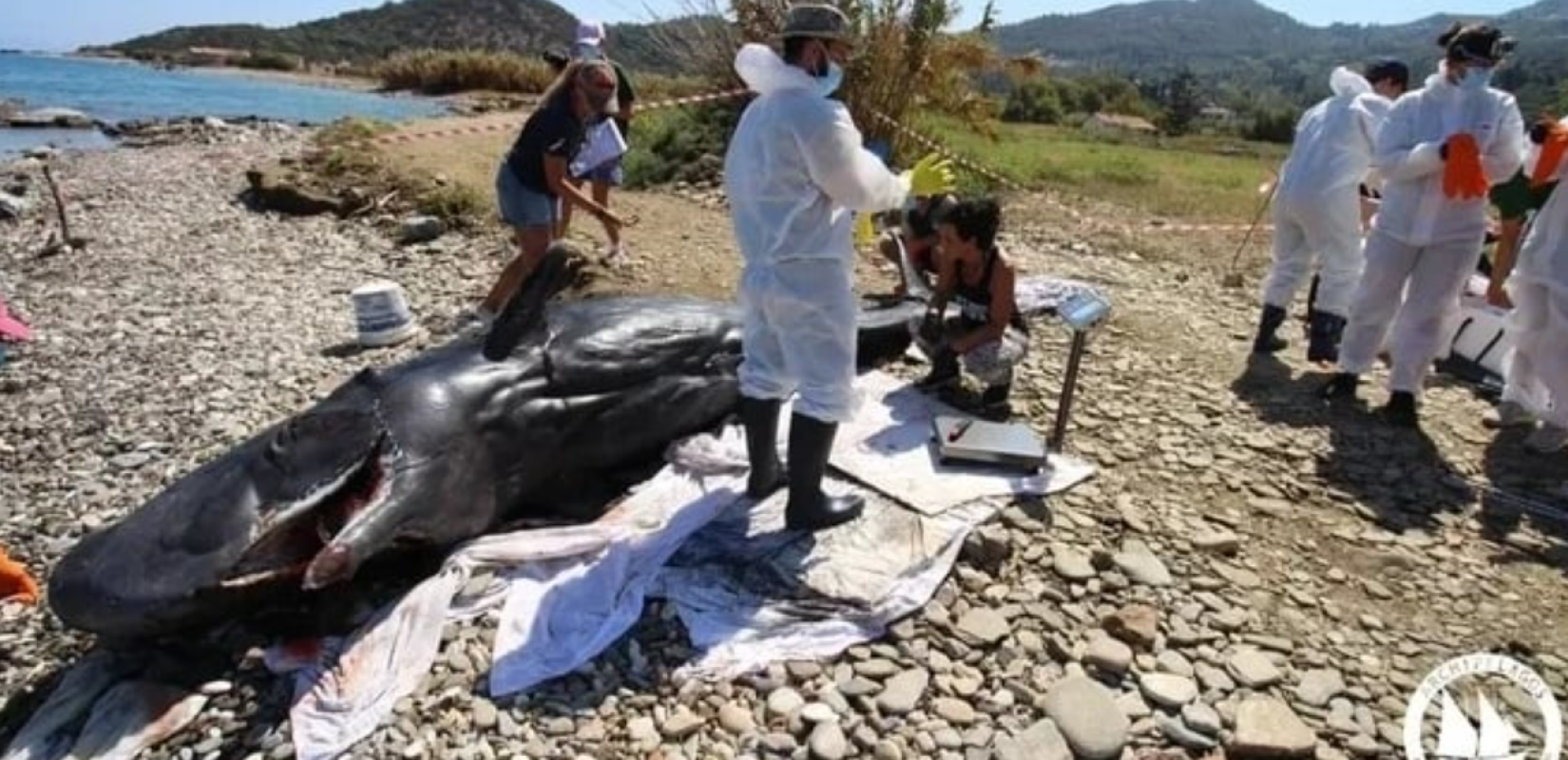 Σάμος: Νεαρός φυσητήρας τεσσάρων μέτρων εκβράστηκε νεκρός στις βόρειες ακτές