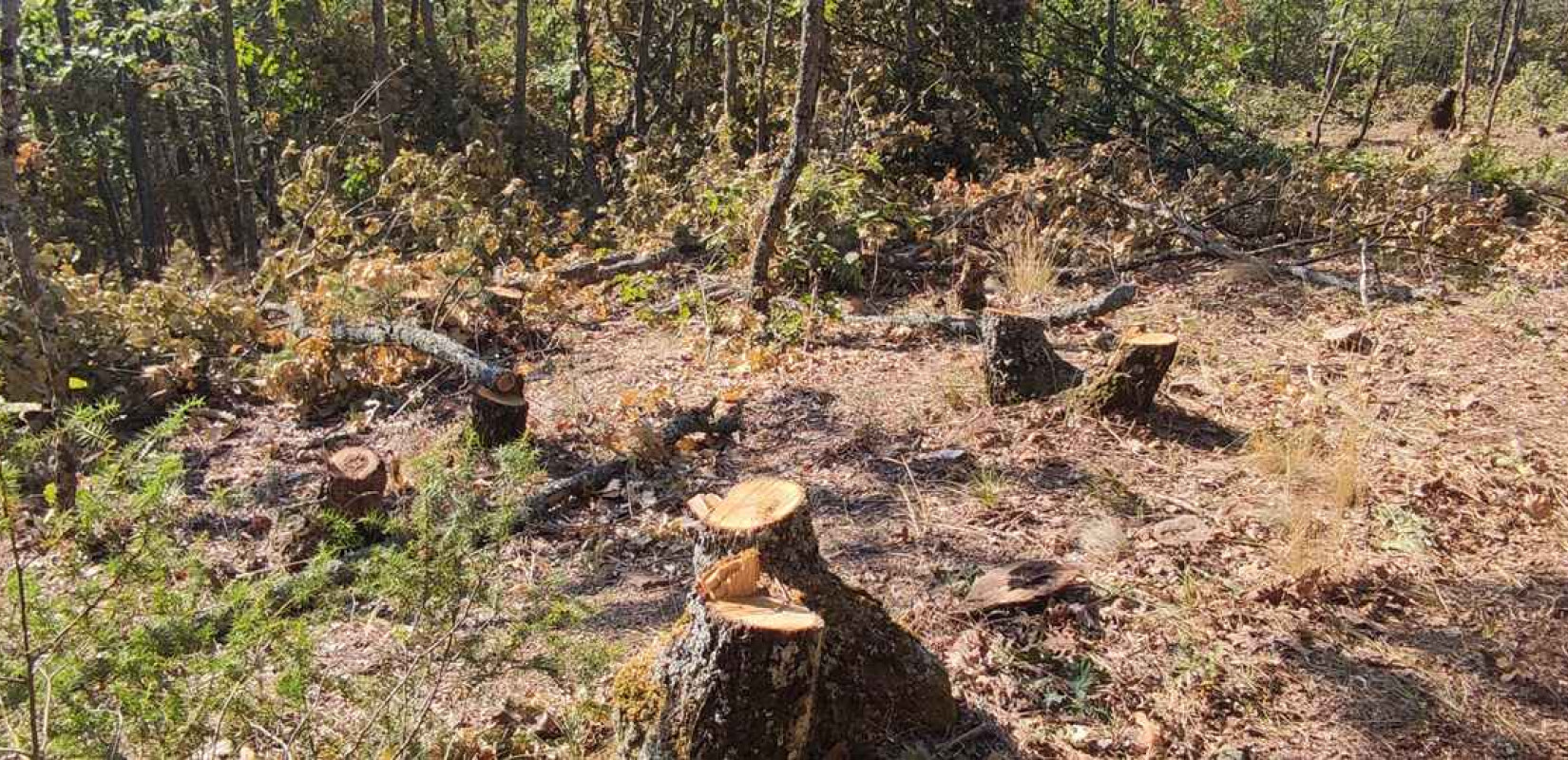 Θεσσαλονίκη: «Έγδυναν» το βουνό για τόνους ξυλείας - Κύκλωμα παράνομης υλοτομίας στην Αρέθουσα προκάλεσε τεράστια οικολογική καταστροφή