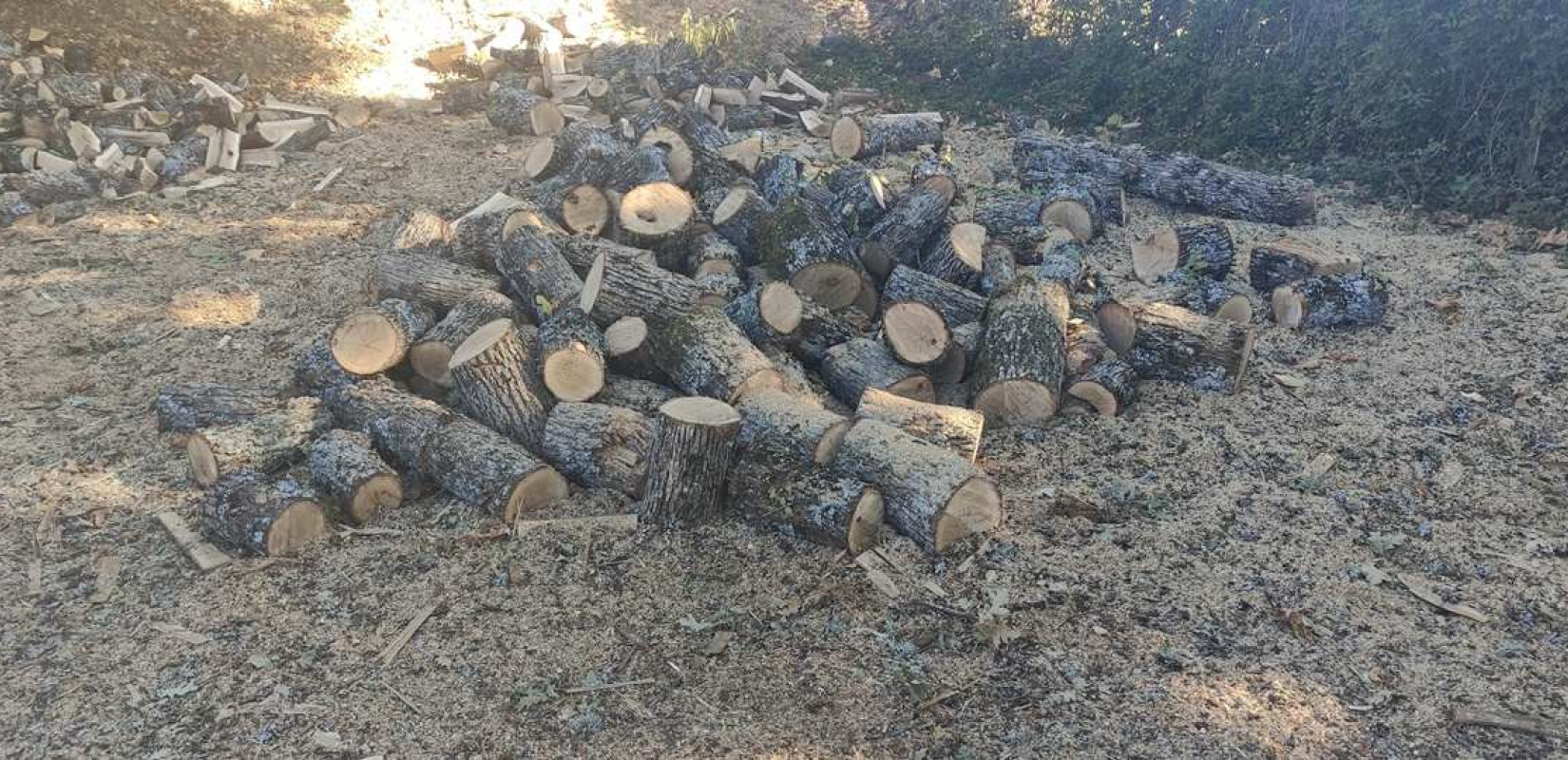 Σπείρα παράνομης υλοτομίας στη Θεσσαλονίκη: Συνελήφθη και ο δεύτερος εμπλεκόμενος στην οικολογική καταστροφή της Αρέθουσας - Βίντεο από τη σύλληψή του