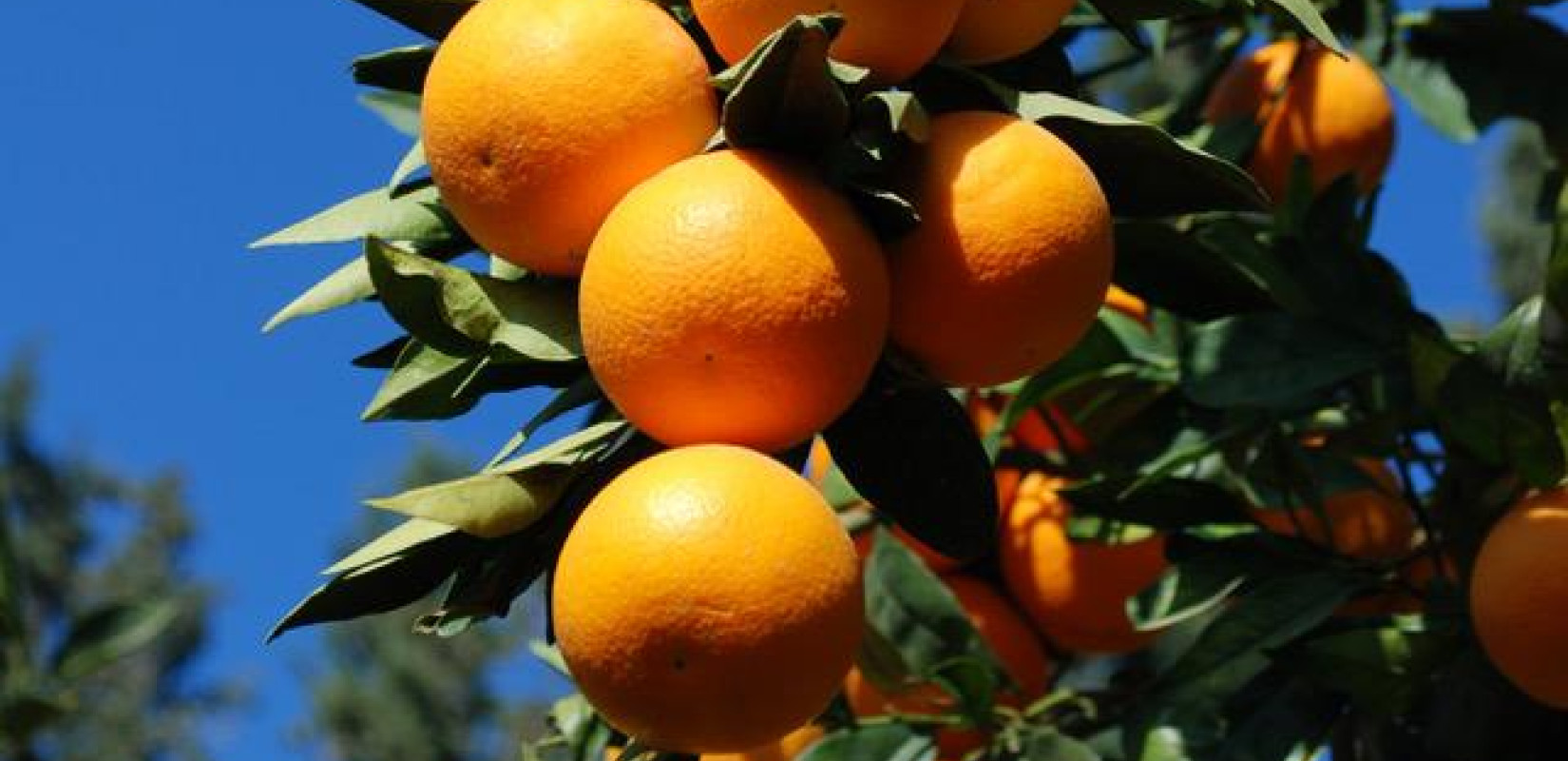 Τα ελληνικά εσπεριδοειδή πηγαίνουν Ταϊλάνδη