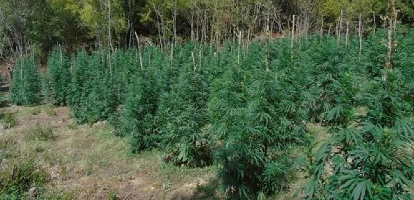 Ένα «δάσος» από κάνναβη στον Όλυμπο: Πάνω από 5.000 δενδρύλλια εντόπισε η ΕΛΑΣ (βίντεο)