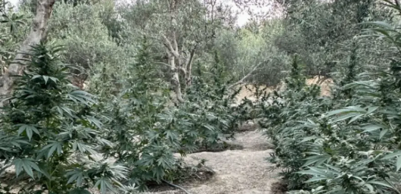 Φυτεία κάνναβης με 186 δενδρύλλια στο Ρέθυμνο - Δύο συλλήψεις