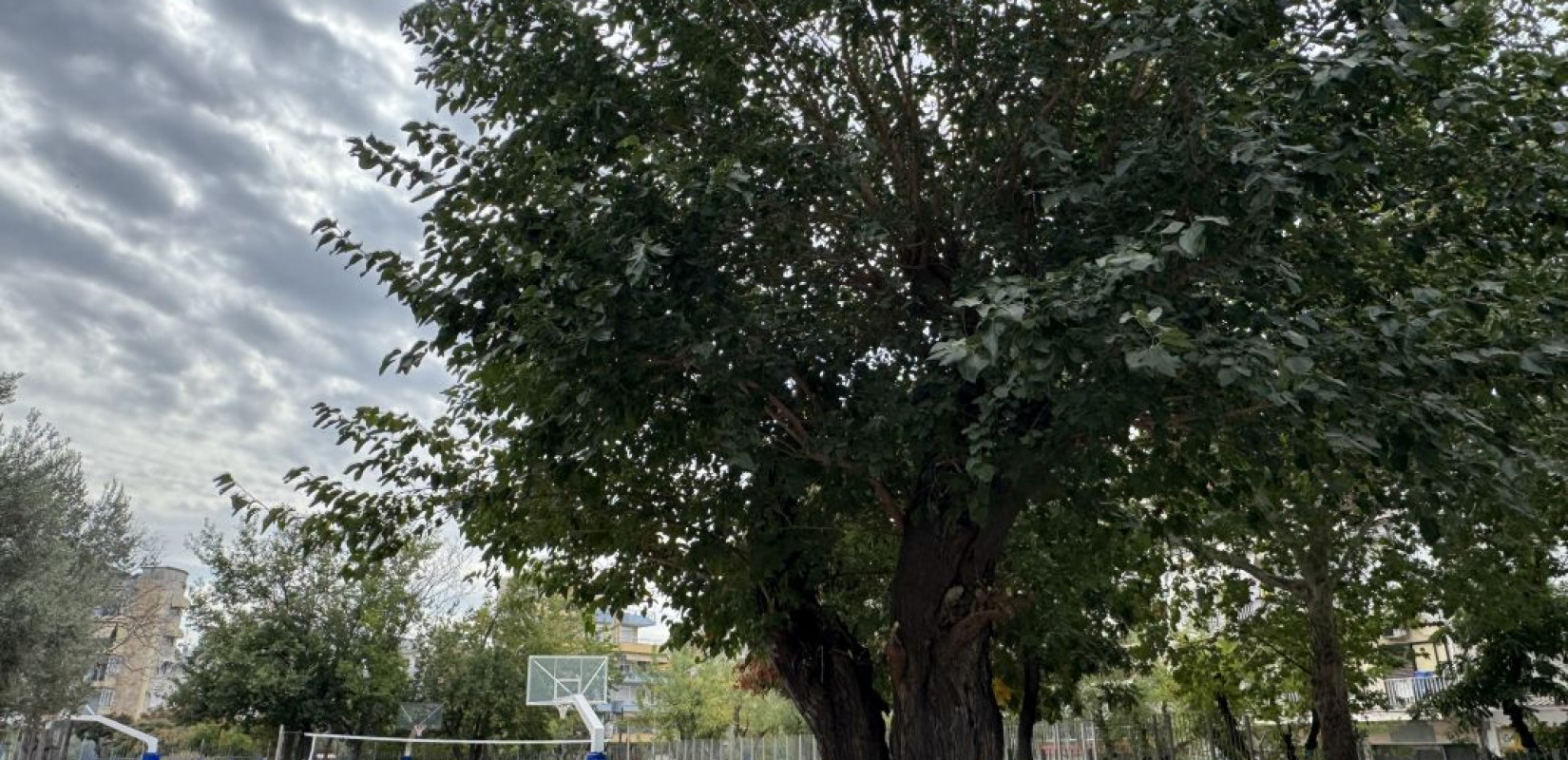 Θεσσαλονίκη: Η μουριά 250 ετών που στέκει αγέρωχη στην Ξηροκρήνη