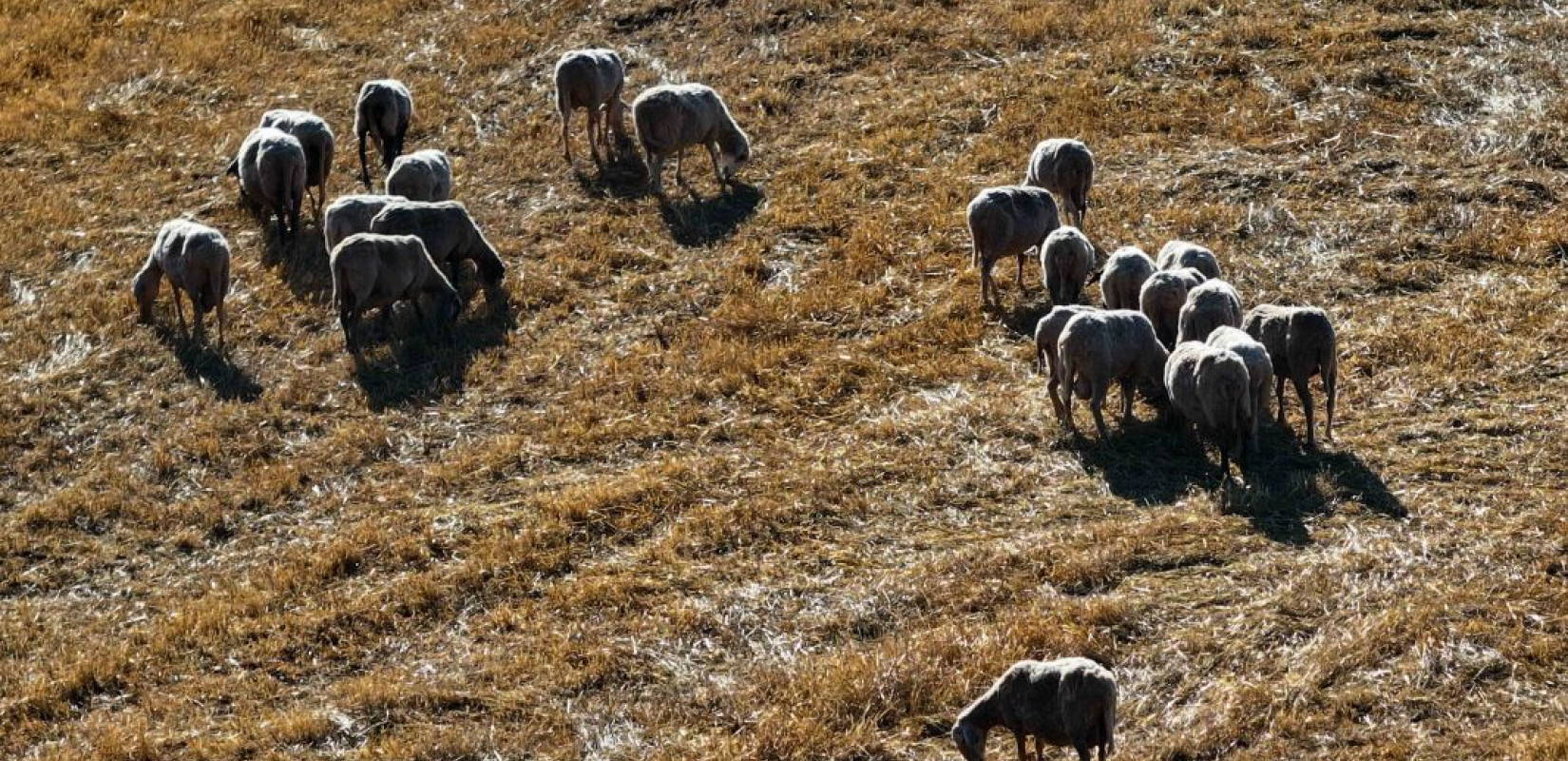 Εξεταστική ΟΠΕΚΕΠΕ: «Αυτό που γίνεται είναι κλοπή συστηματική 634 εκ. ευρώ που συνεχίζεται» κατέθεσε ο Μ. Κορασίδης