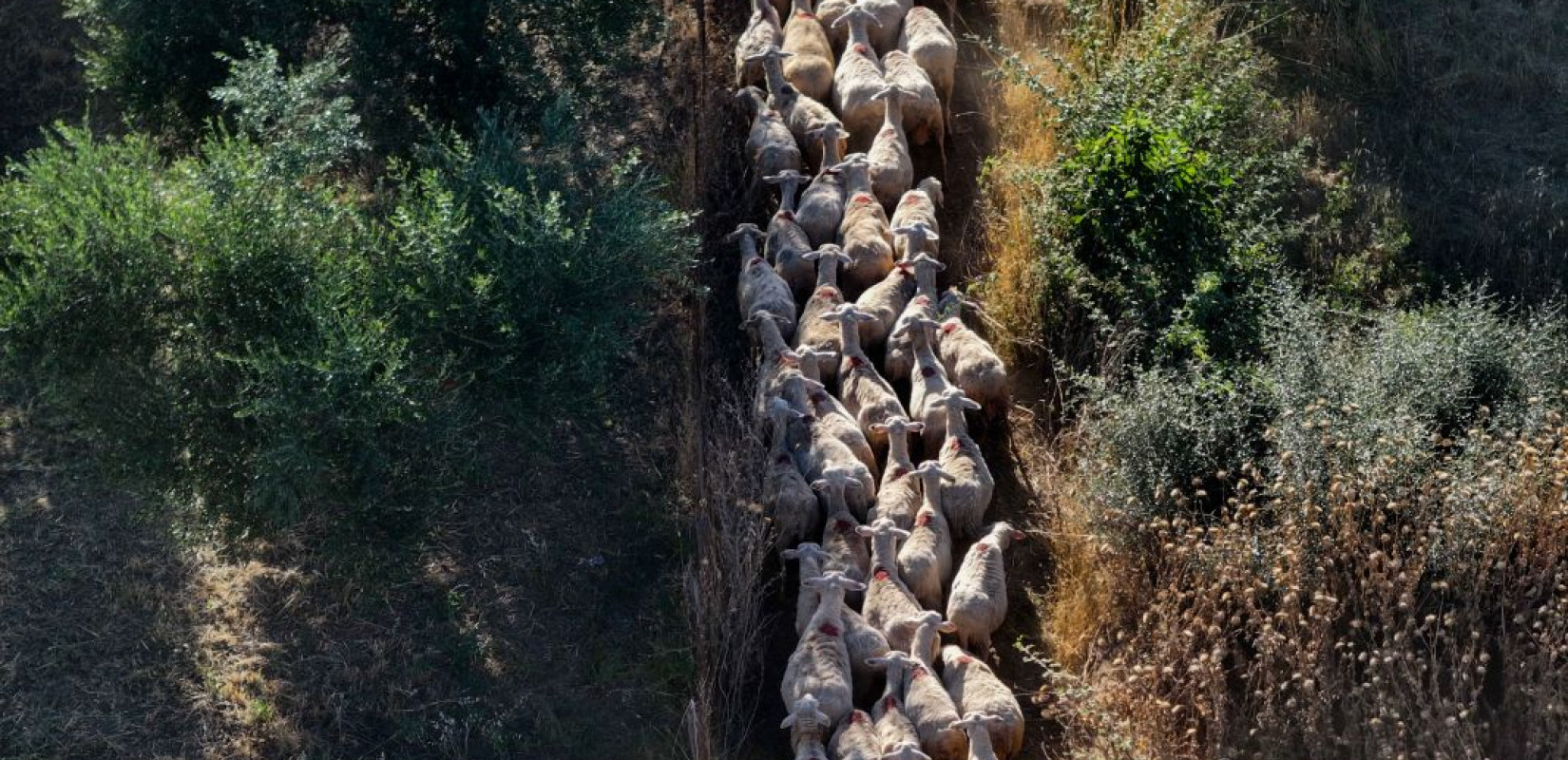 Η κυβέρνηση προσπαθεί να ικανοποιήσει τις απαιτήσεις της Κομισιόν για να μη χαθούν αγροτικές επιδοτήσεις