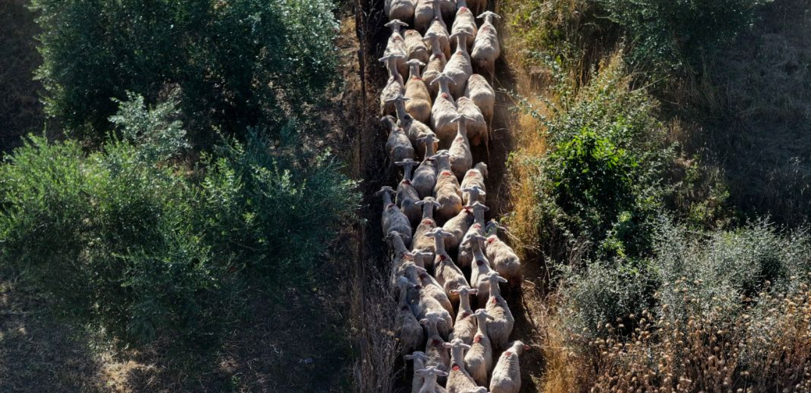 Ευρεία σύσκεψη στην Περιφέρεια Κρήτης για την ευλογιά: Αυστηρά μέτρα βιοασφάλειας και αίτημα για εμβολιασμό