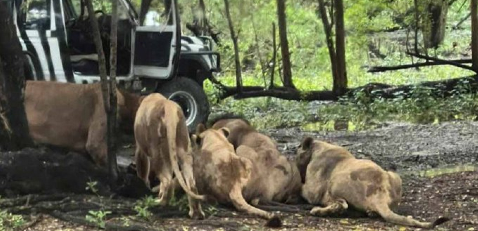 Ταϊλάνδη: 58χρονος φύλακας ζωολογικού κήπου σκοτώθηκε από λιοντάρια - Τι λέει αυτόπτης μάρτυρας