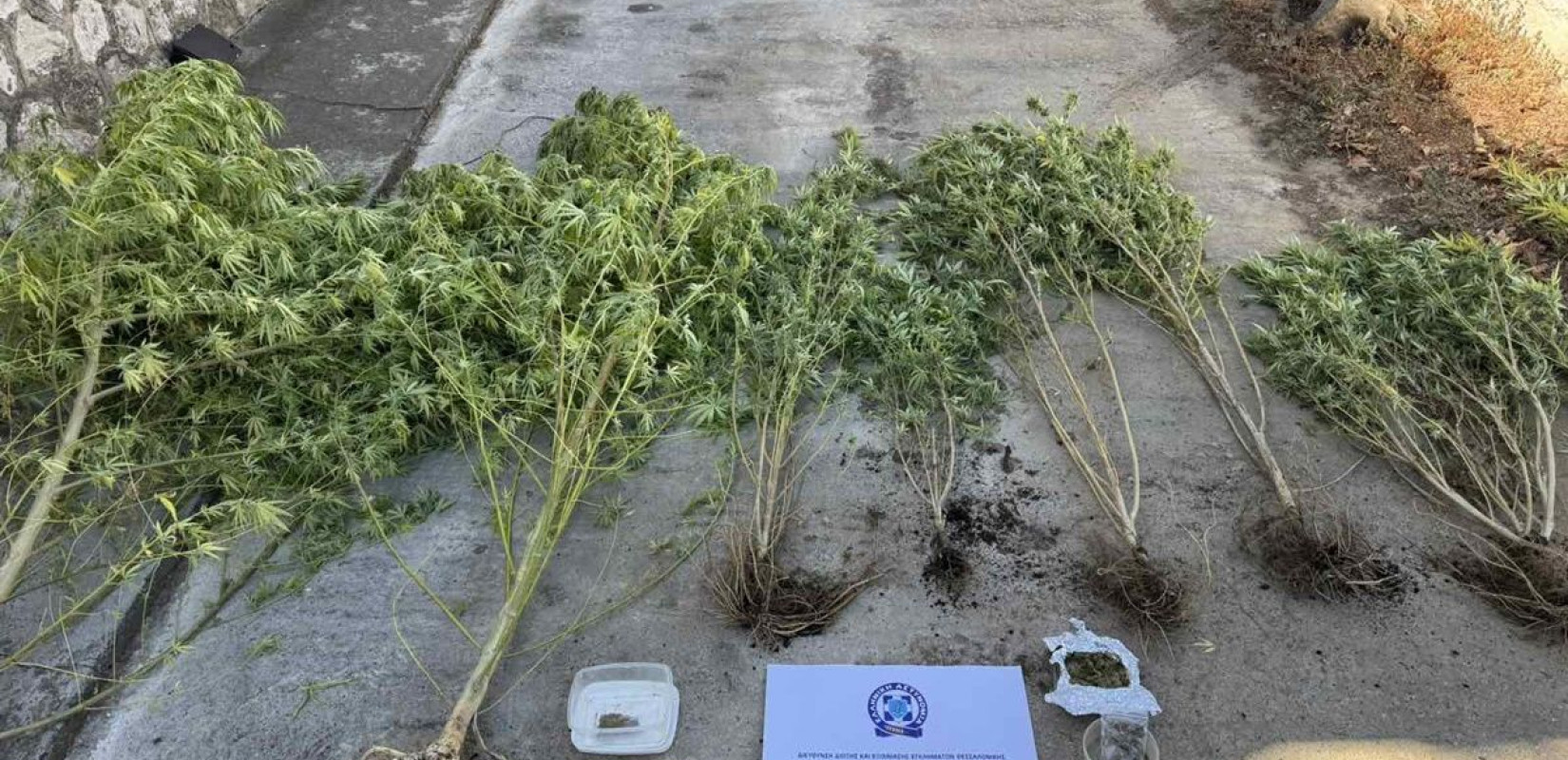 Θεσσαλονίκη: Χειροπέδες σε 47χρονο... «κηπουρό» κάνναβης στη Χαλκηδόνα