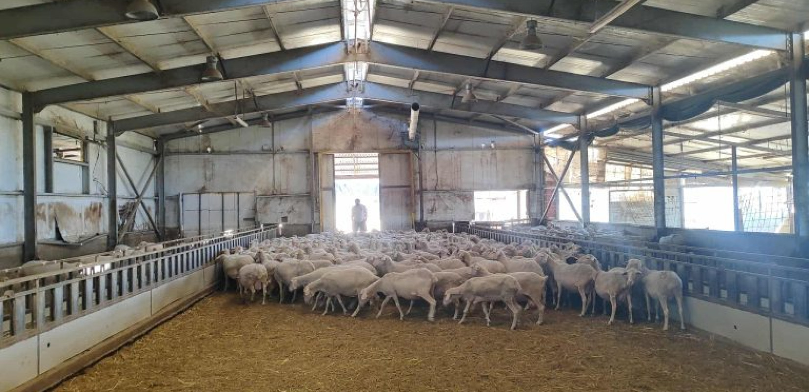 Ευλογιά των αιγοπροβάτων: Δημιουργούνται πέντε σταθμοί απολύμανσης στην Κοζάνη - Συνολικά 17 σε όλη την Περιφέρεια