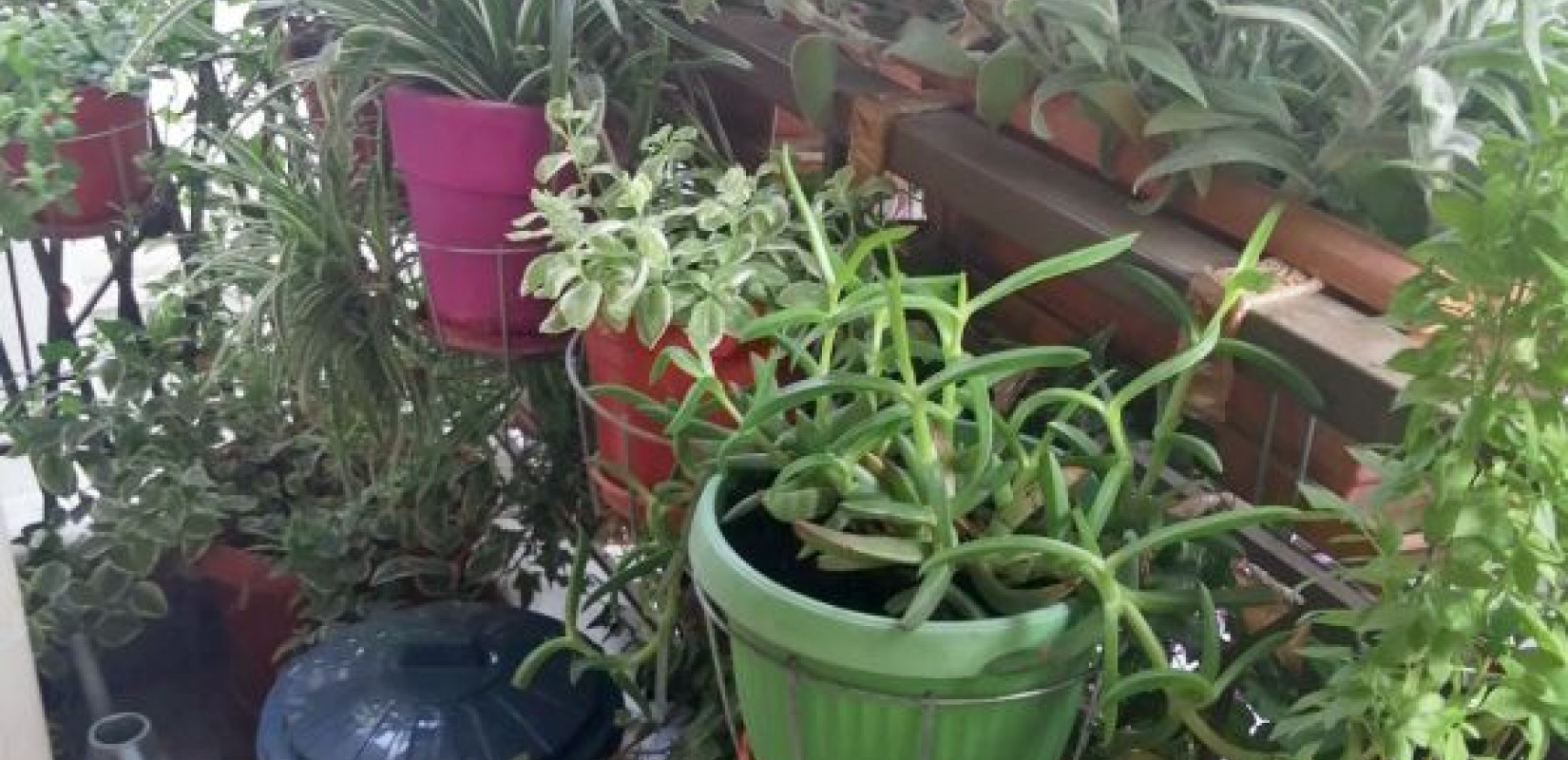 Δήμος Θεσσαλονίκης: Ανοίγουν οι αιτήσεις για τον διαγωνισμό «Πράσινο Μπαλκόνι»