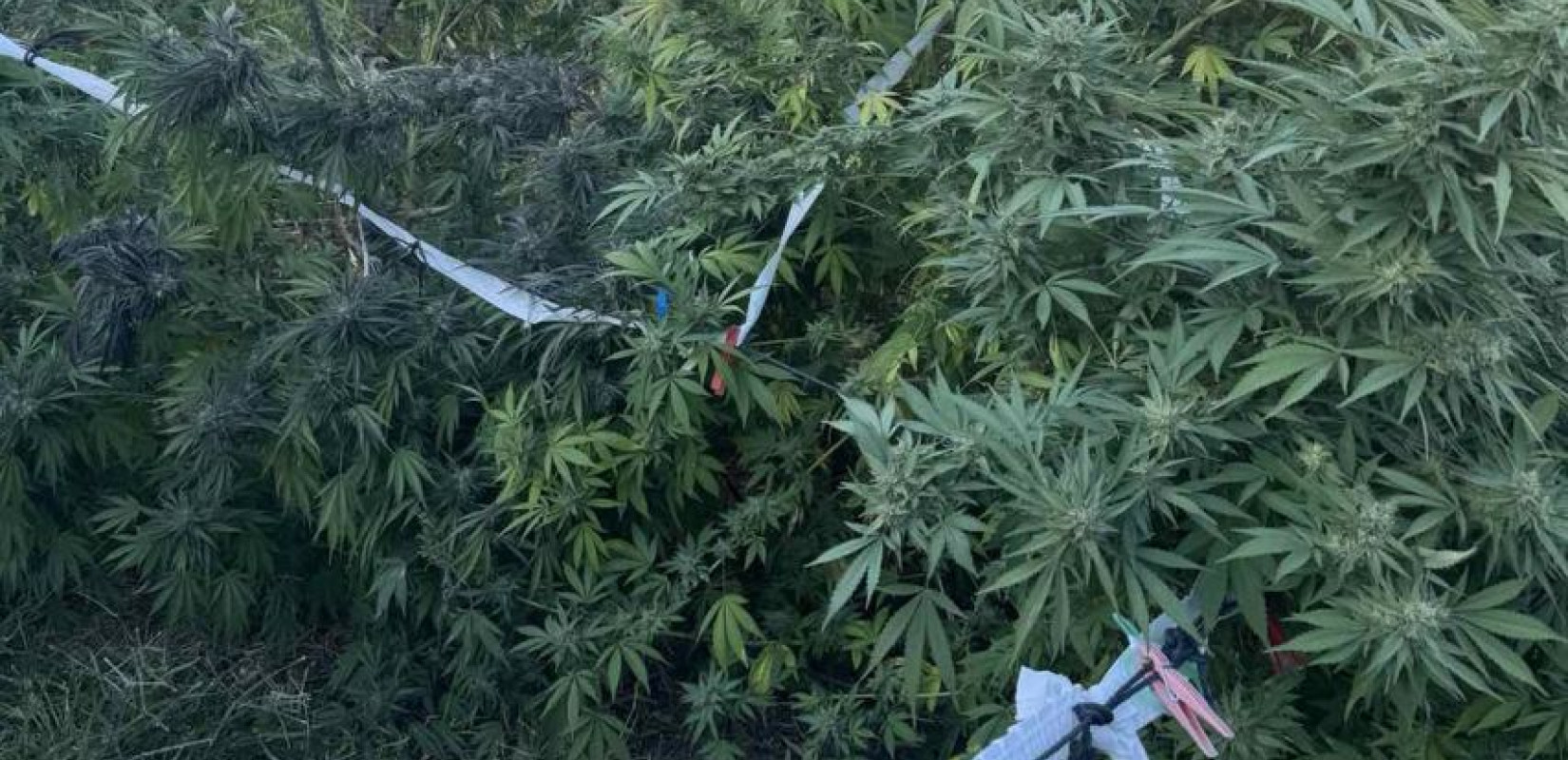 Πέλλα: Συνελήφθη άνδρας που καλλιεργούσε κάνναβη στην αυλή του σπιτιού του