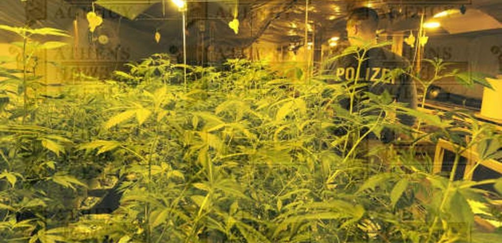 Βουλγαρία: Κατάσχεσαν πάνω από έναν τόνο ινδικής κάνναβης, αξίας τουλάχιστον 3 εκατ. ευρώ  