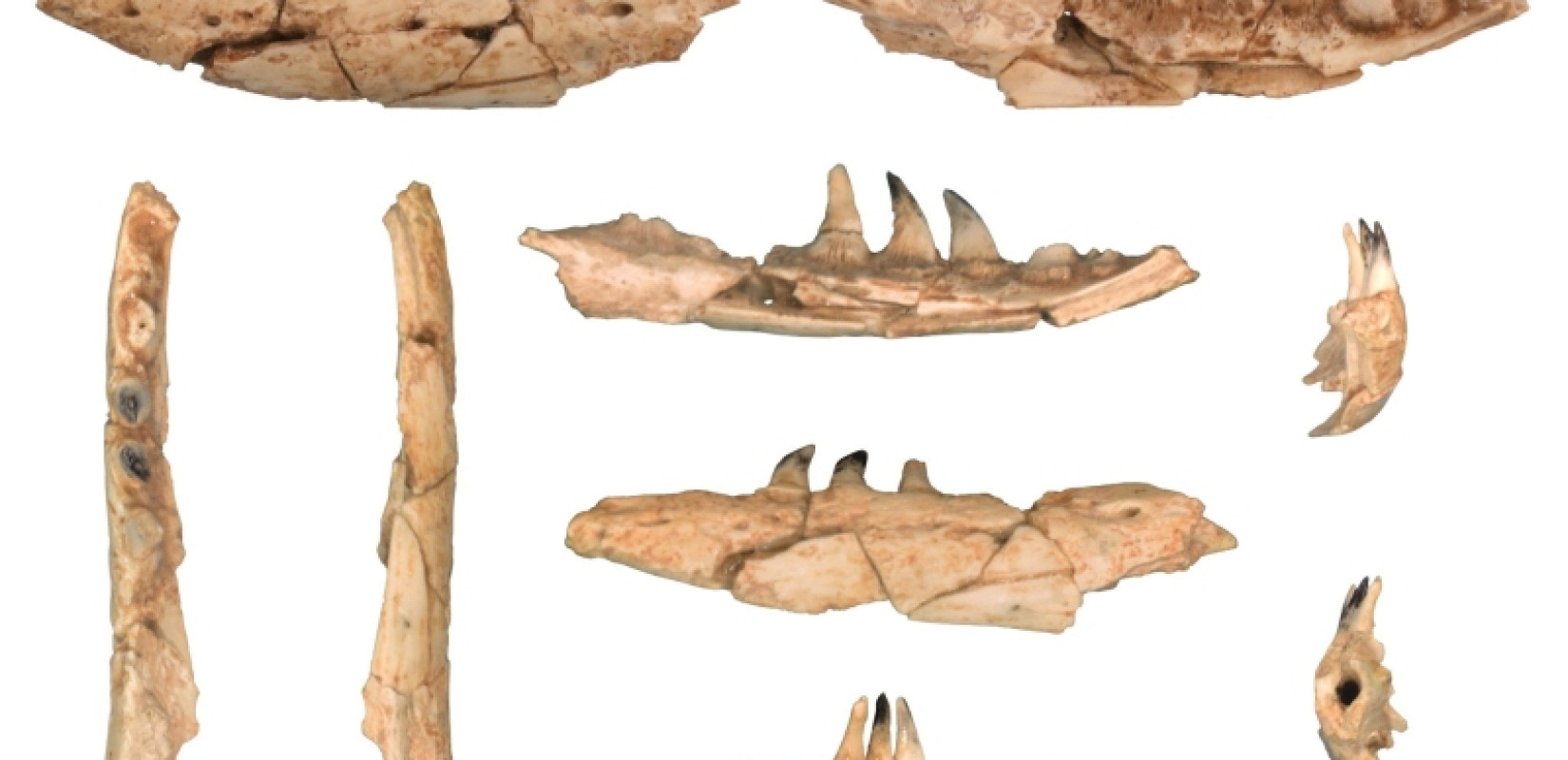 Γιγαντιαίος Δράκος πριν από 4 εκατ. χρόνια στη Θεσσαλονίκη: Το σπάνιο απολίθωμα που ήρθε στο φως Γιγαντιαίος Δράκος πριν από 4 εκατ. χρόνια στη Θεσσαλονίκη: Το σπάνιο απολίθωμα που ήρθε στο φως