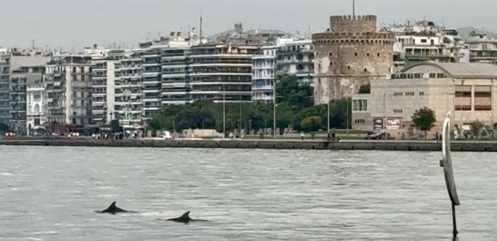 Θεσσαλονίκη: Δελφίνια «χορεύουν» στα νερά του Θερμαϊκού εντυπωσιάζοντας κατοίκους και επισκέπτες