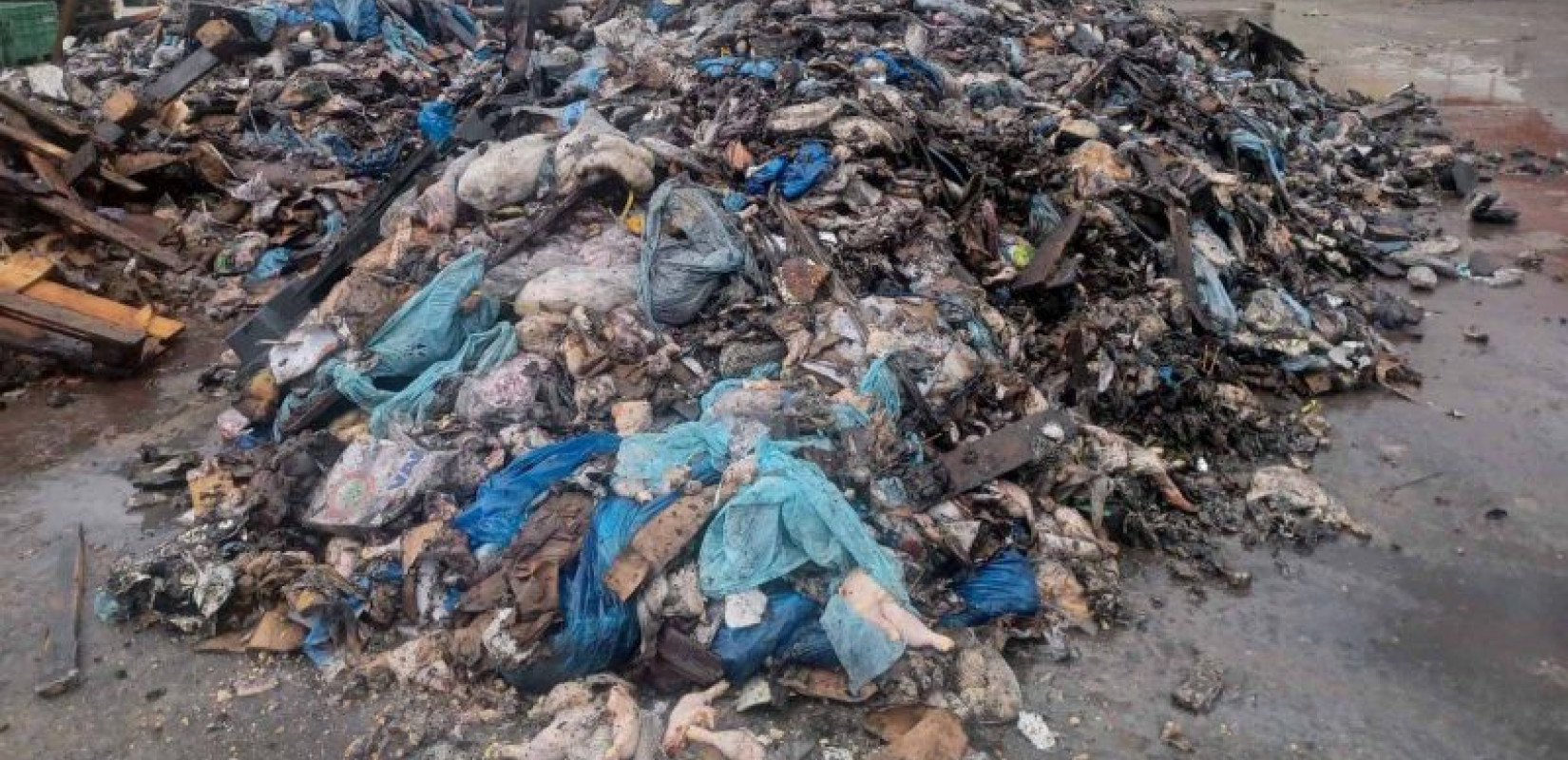 Ήπειρος: Έθαψαν παράνομα 200 τόνους ζωικών αποβλήτων σε προαύλιο εταιρείας - Τρεις συλλήψεις, δώδεκα άτομα υπό έρευνα Ήπειρος: Έθαψαν παράνομα 200 τόνους ζωικών αποβλήτων σε προαύλιο εταιρείας - Τρεις συλλήψεις, δώδεκα άτομα υπό έρευνα