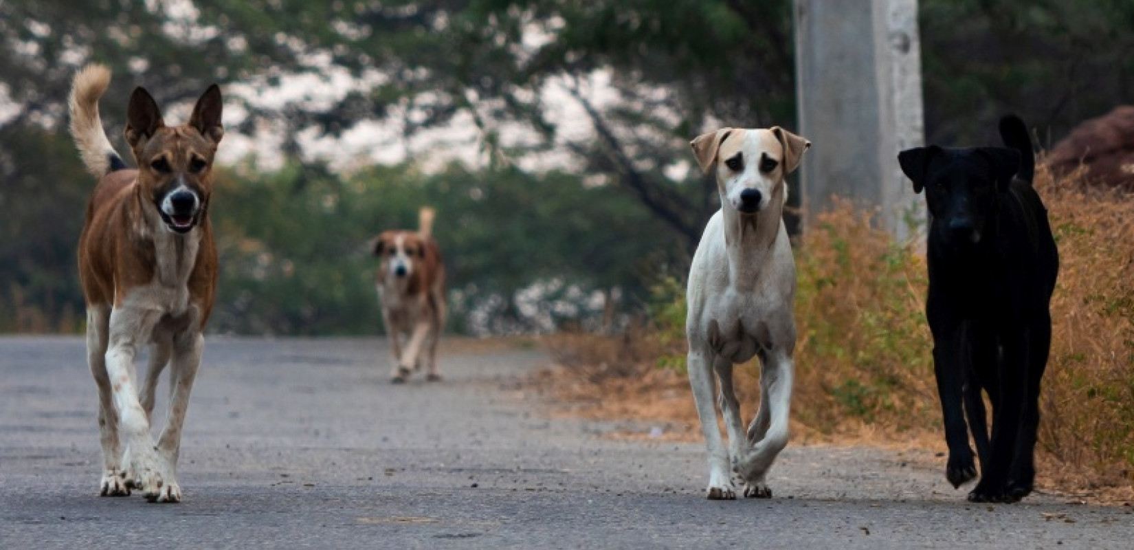 Θεσσαλονίκη: 14χρονη δέχτηκε επίθεση από αγέλη σκύλων στον Κήπο του Καλού (βίντεο) Θεσσαλονίκη: 14χρονη δέχτηκε επίθεση από αγέλη σκύλων στον Κήπο του Καλού (βίντεο)