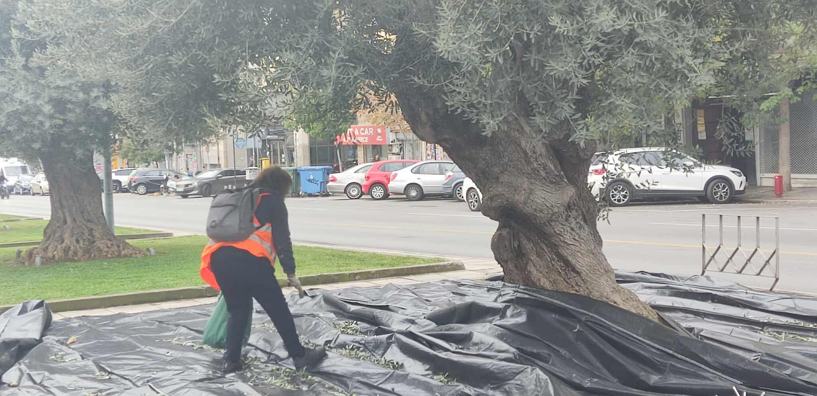 Θεσσαλονίκη: Ξεκίνησε η συγκομιδή της ελιάς από τα δέντρα της Αγγελάκη (βίντεο)