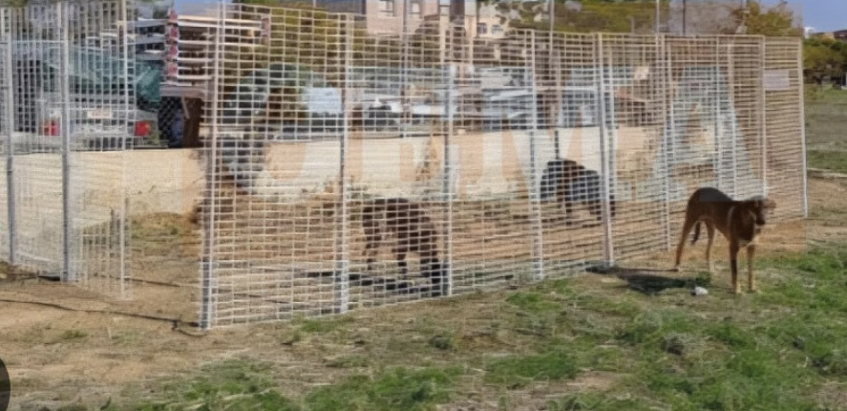 Η περίφραξη του Δήμου Πυλαίας - Χορτιάτη κοντά στο Ελαιόρεμα όπου σιτίζονται τα αδέσποτα