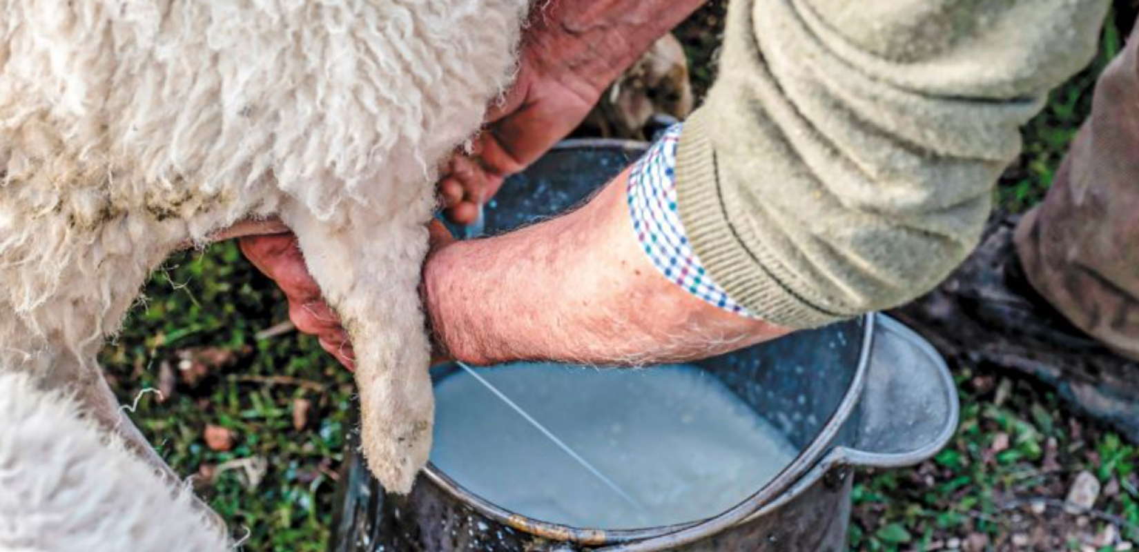 Ο κύβος ερρίφθη για τις εμπορικές συμφωνίες για το αιγοπρόβειο γάλα - Που κυμαίνονται οι φετινές τιμές παραγωγού