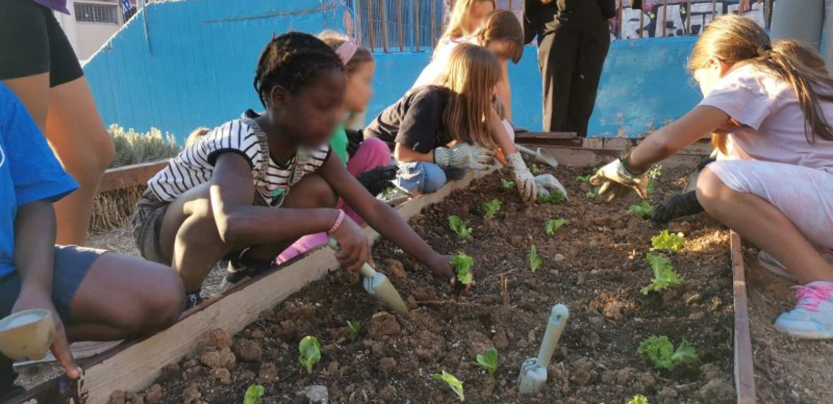 Θεσσαλονίκη: Γνωρίζοντας του σχολικούς λαχανόκηπους της Μαμαγαία - Παιδιά, γονείς και εκπαιδευτικοί δημιουργούν μαζί