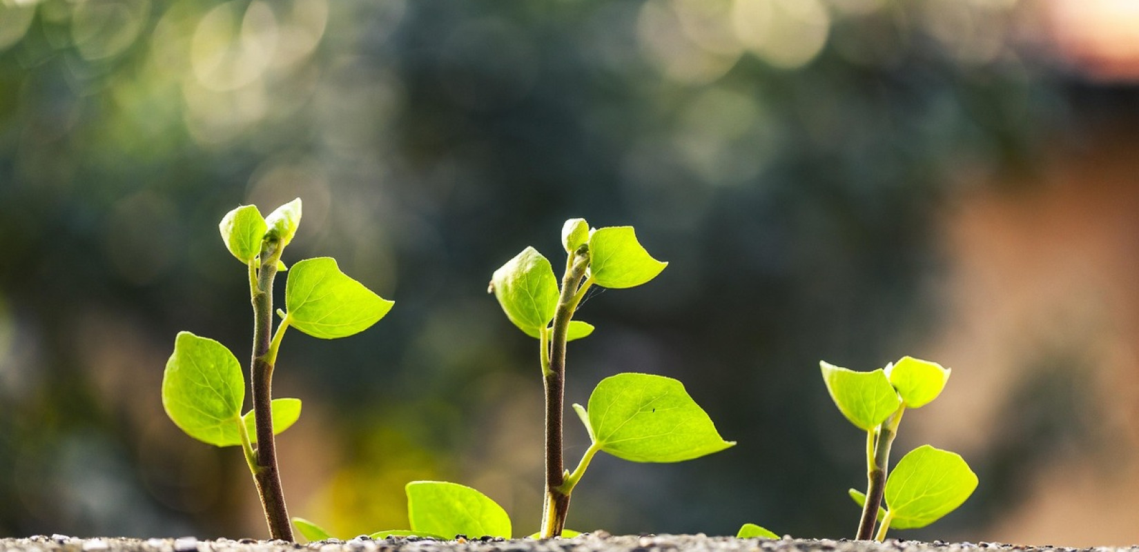 Πράσινο ταμείο: Ογδόντα εκατ. ευρώ στην Τοπική Αυτοδιοίκηση για «πράσινα» έργα