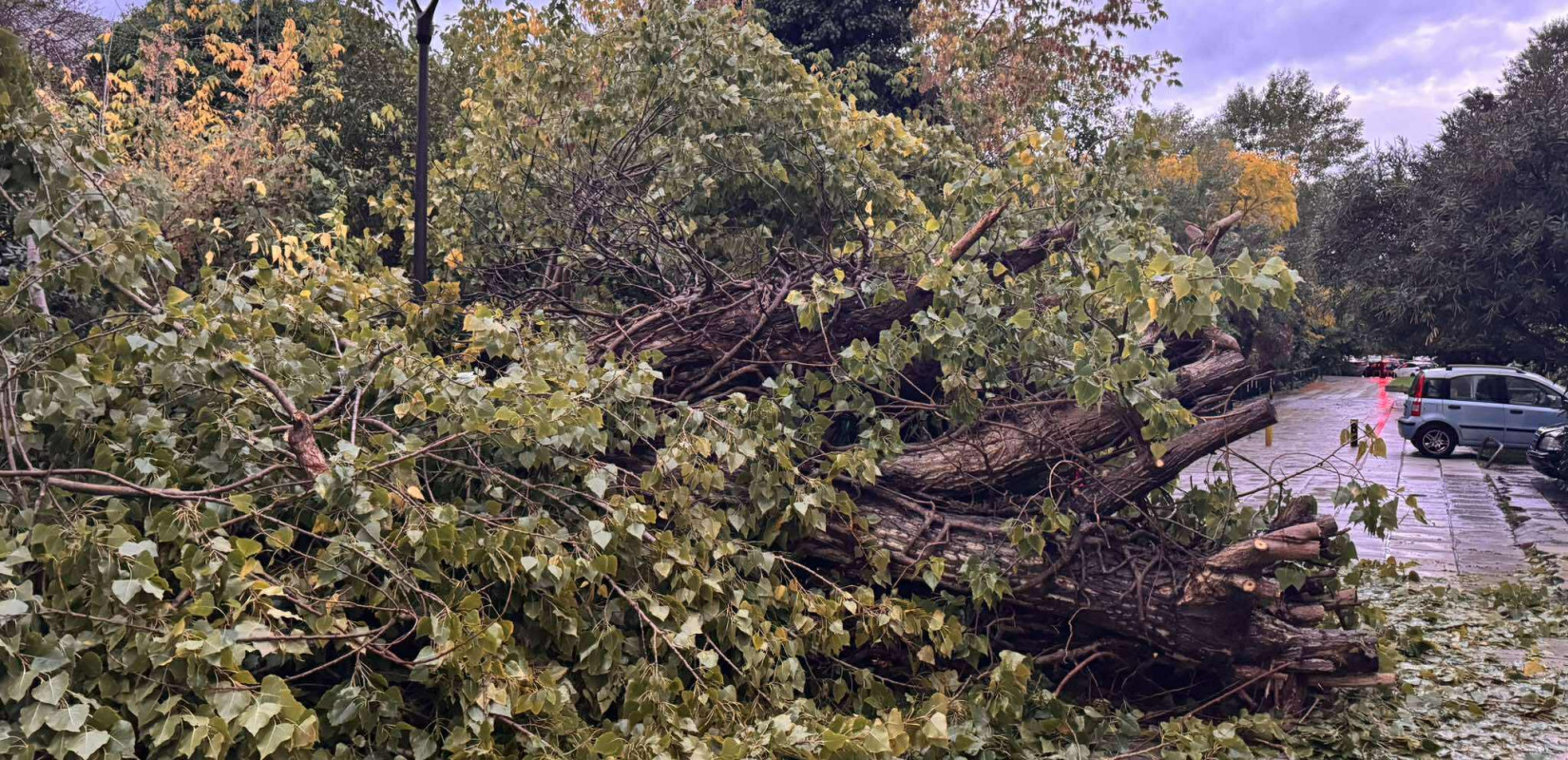 Καιρός: Σφοδρή καταιγίδα το βράδυ στη Θεσσαλονίκη - Πτώσεις δέντρων και υλικές ζημιές σε ΙΧ