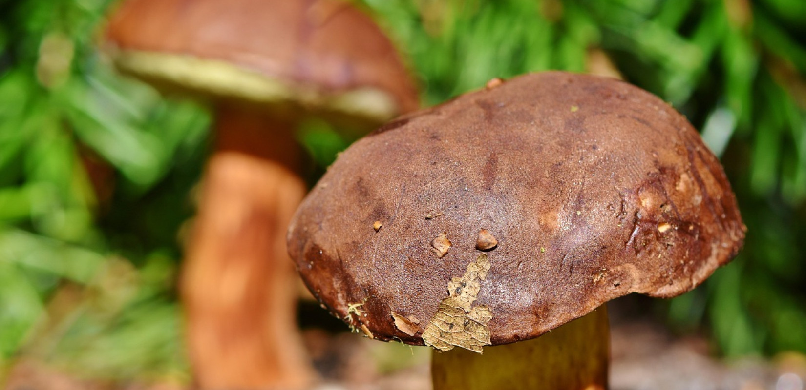 Θεσσαλονίκη: Mε φαλλοειδική δηλητηρίαση το ζευγάρι που κατανάλωσε άγρια μανιτάρια - Οι θανατηφόροι κίνδυνοι