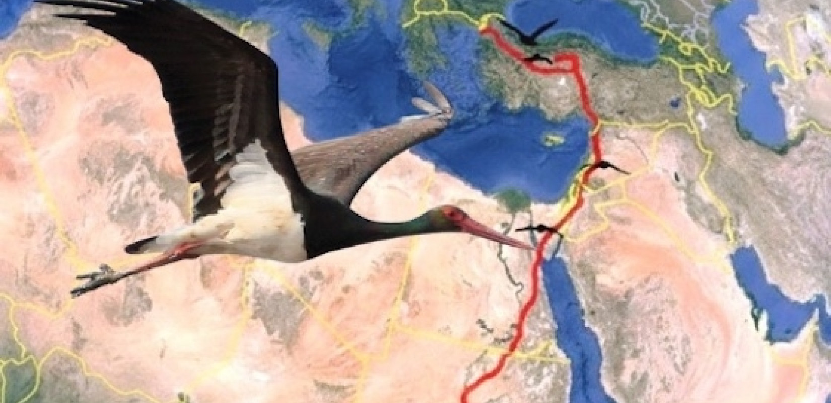 Έβρος: Πελαργός διένυσε πάνω από 5.000 χιλιόμετρα για να μεταναστεύσει στην κεντρική Αφρική