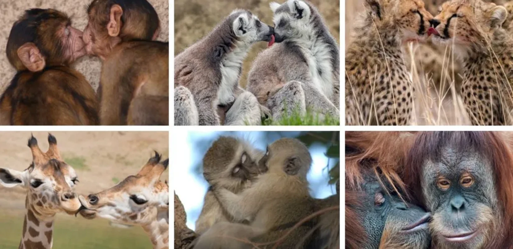 Το πρώτο φιλί δόθηκε πριν από... 20 εκατ. χρόνια και όχι από ανθρώπους