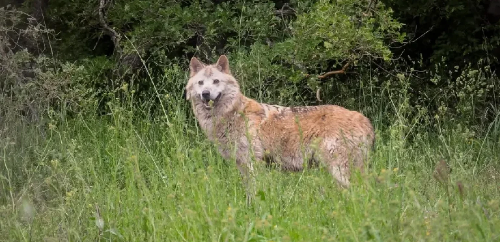 Θεσσαλονίκη: Λύκος εμφανίστηκε στη Θέρμη